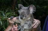 Click Picture to See Slideshow