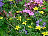 Click Picture to See Slideshow