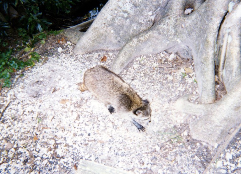 Click to return to the thumbnail index