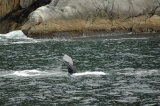 Click Picture to See Slideshow